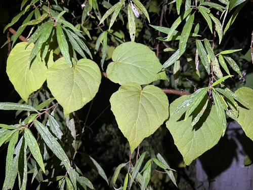 Foto de Kiwi amarelo