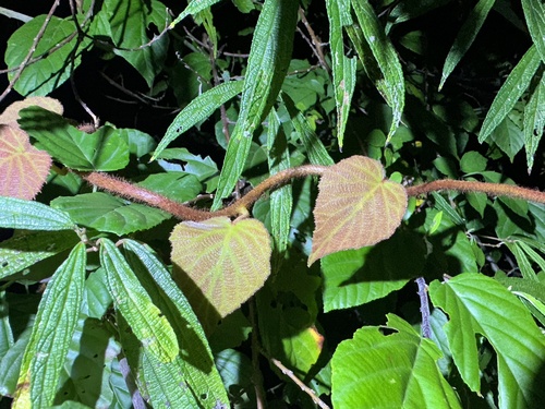 Foto de Kiwi amarelo