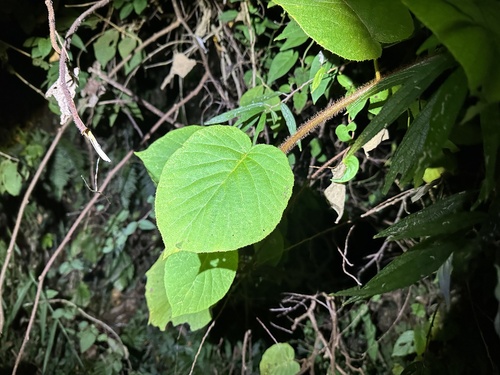 Foto de Kiwi amarelo