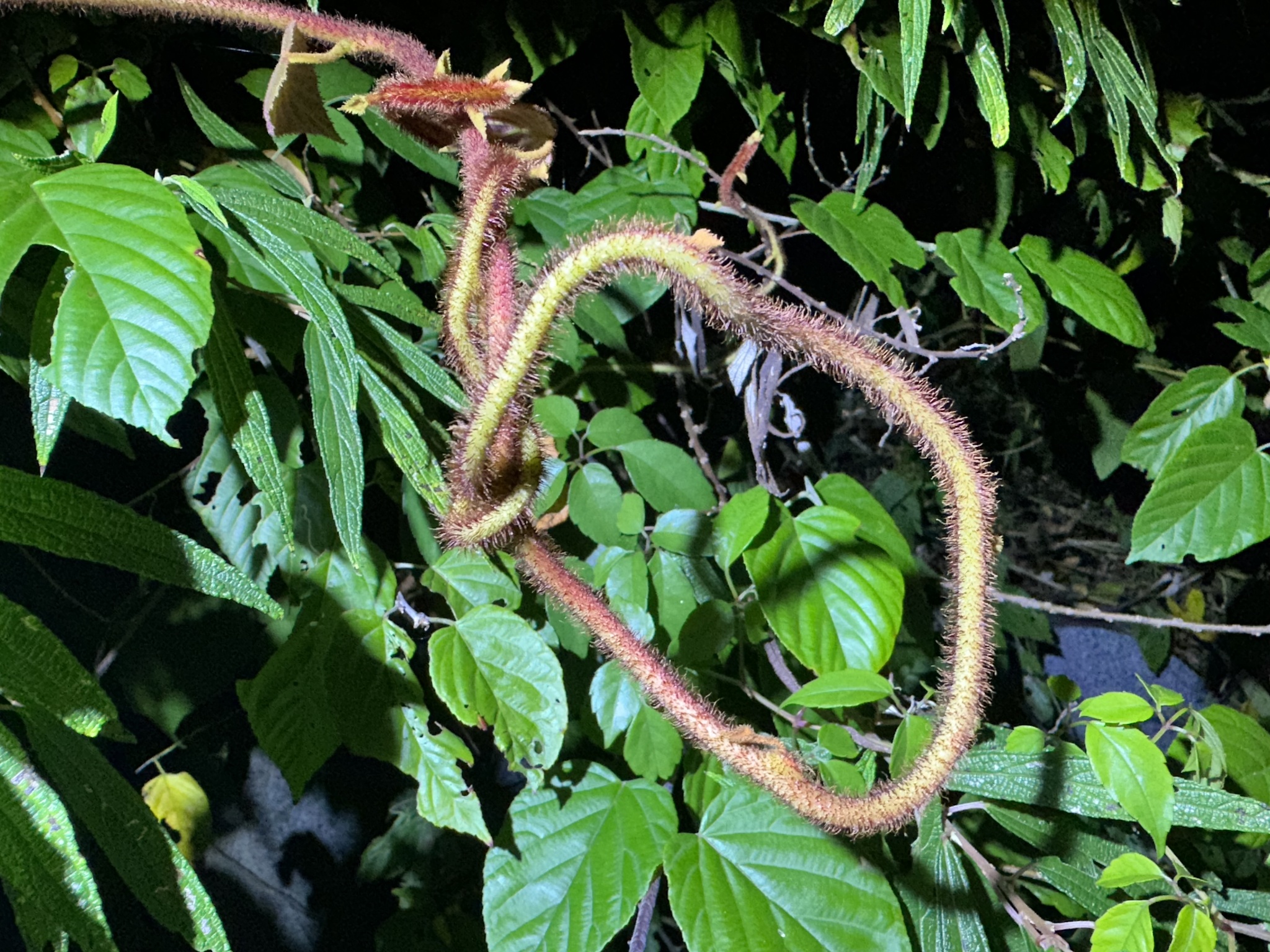 Imagem de Kiwi amarelo