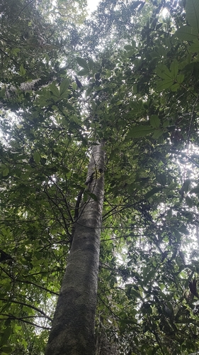 Athertonia diversifolia, photograph 4