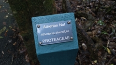 Athertonia diversifolia, photograph (c) Carlos Otávio Gussoni, some rights reserved (CC BY)