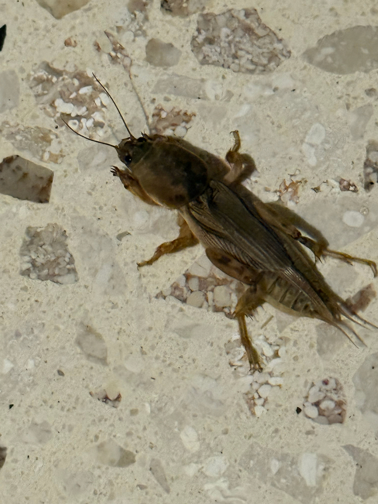 Changa Mole Cricket, West Indian Mole cricket, Changa