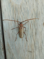 Ochrocydus huttoni