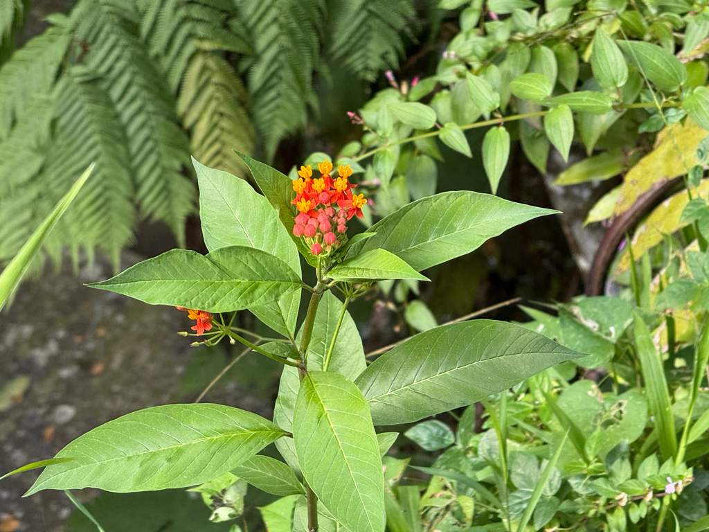 Hoa bông tai – Asclepias curassavica