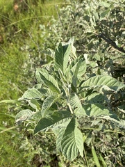 Vitex zeyheri