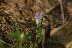 Ruellia patula alba