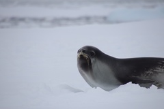 Ommatophoca rossii