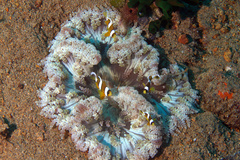 Heteractis aurora