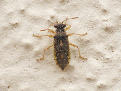 Brachycarenus tigrinus