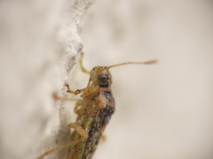 Brachycarenus tigrinus