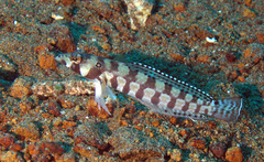 Parapercis tetracantha