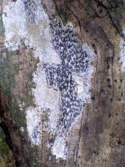 Opegrapha