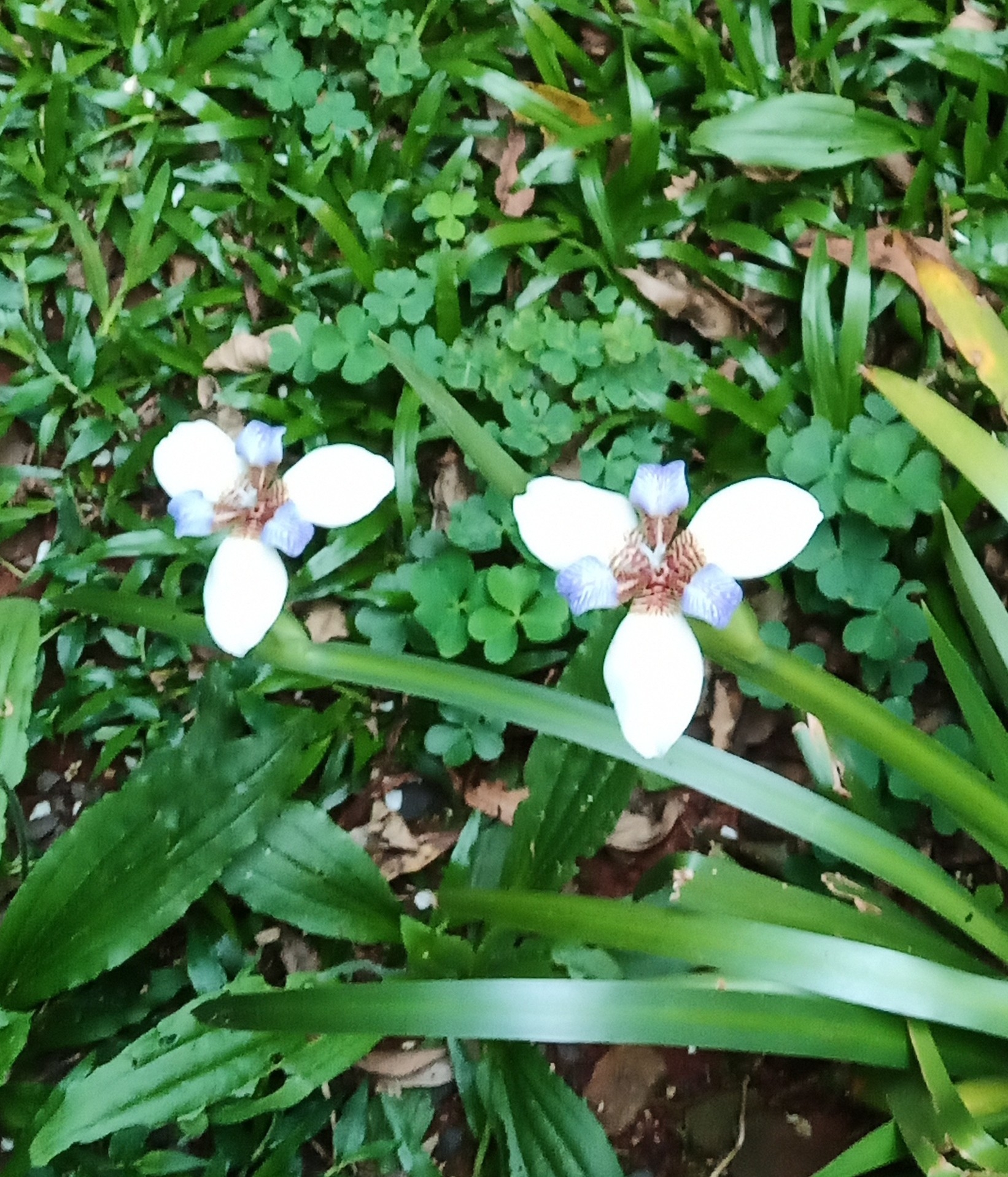Trimezia candida