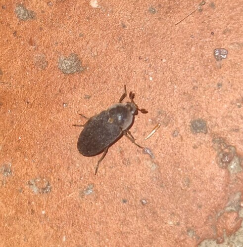 Hide Beetle