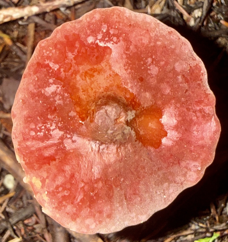 Marasmius plicatulus · January 2026 · photo: © hllrnnr (iNaturalist, cc0)