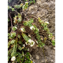 Pimelea oreophila