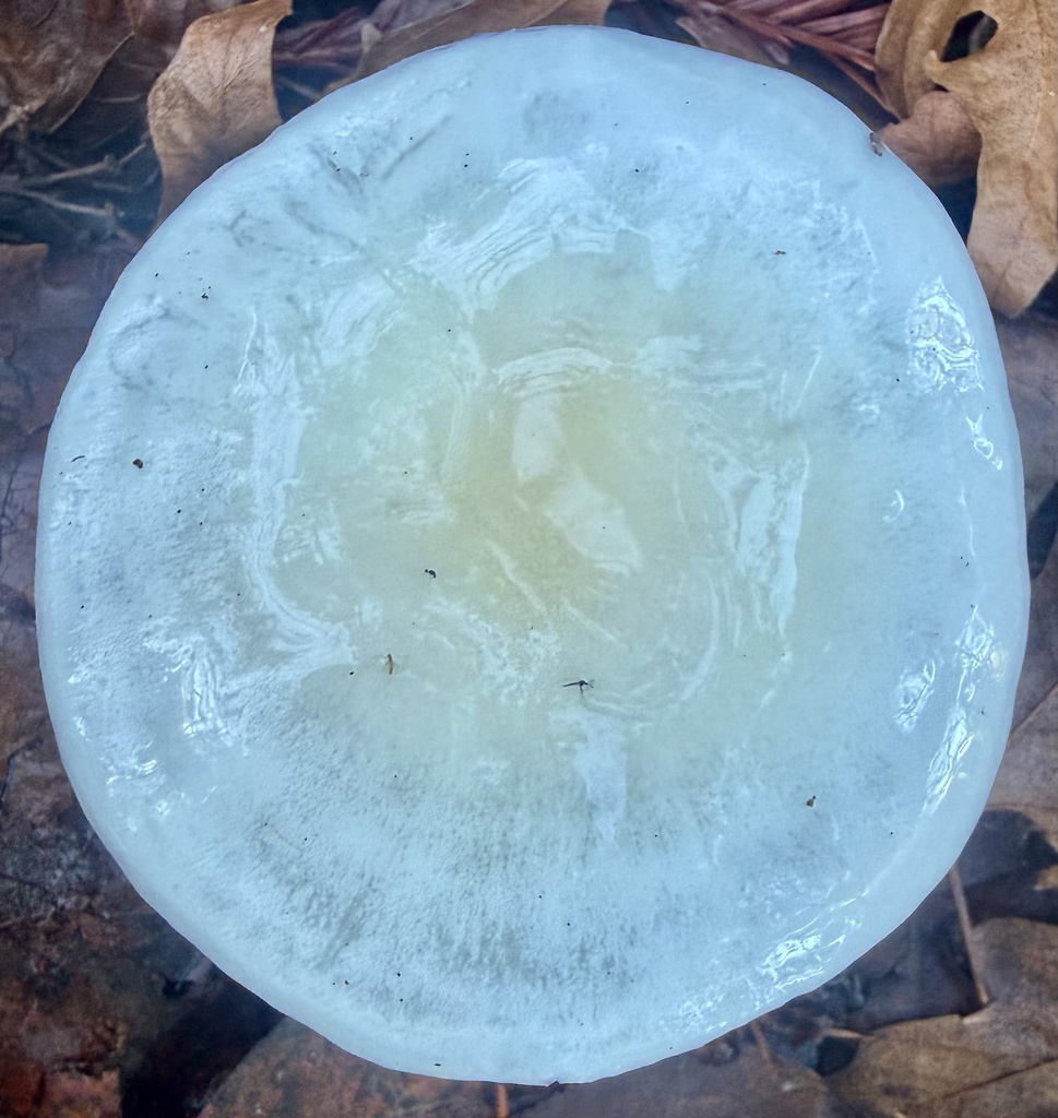 Hygrophorus eburneus · January 2026 · photo: © hllrnnr (iNaturalist, cc0)