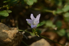 Ruellia patula alba