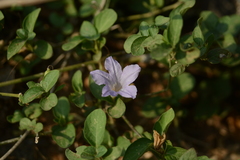 Ruellia patula alba