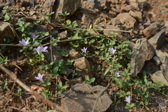 Ruellia patula alba