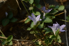 Ruellia patula alba