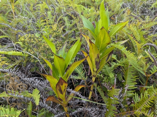 Hedyotis megalantha observed 2026-01-08
