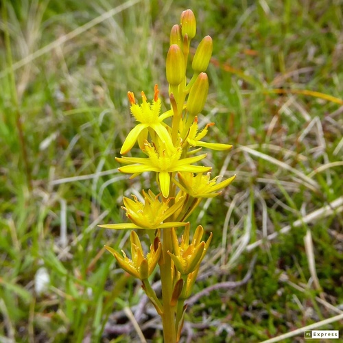 bog asphodel