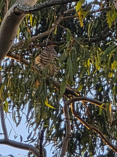 Pacific Baza (Aviceda subcristata)