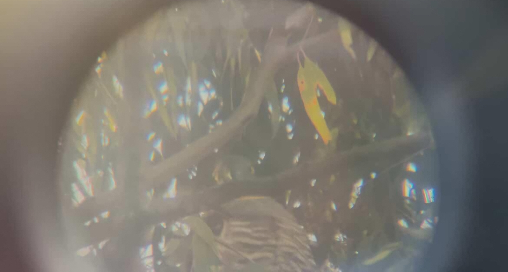 Pacific Baza (Aviceda subcristata), photo 2