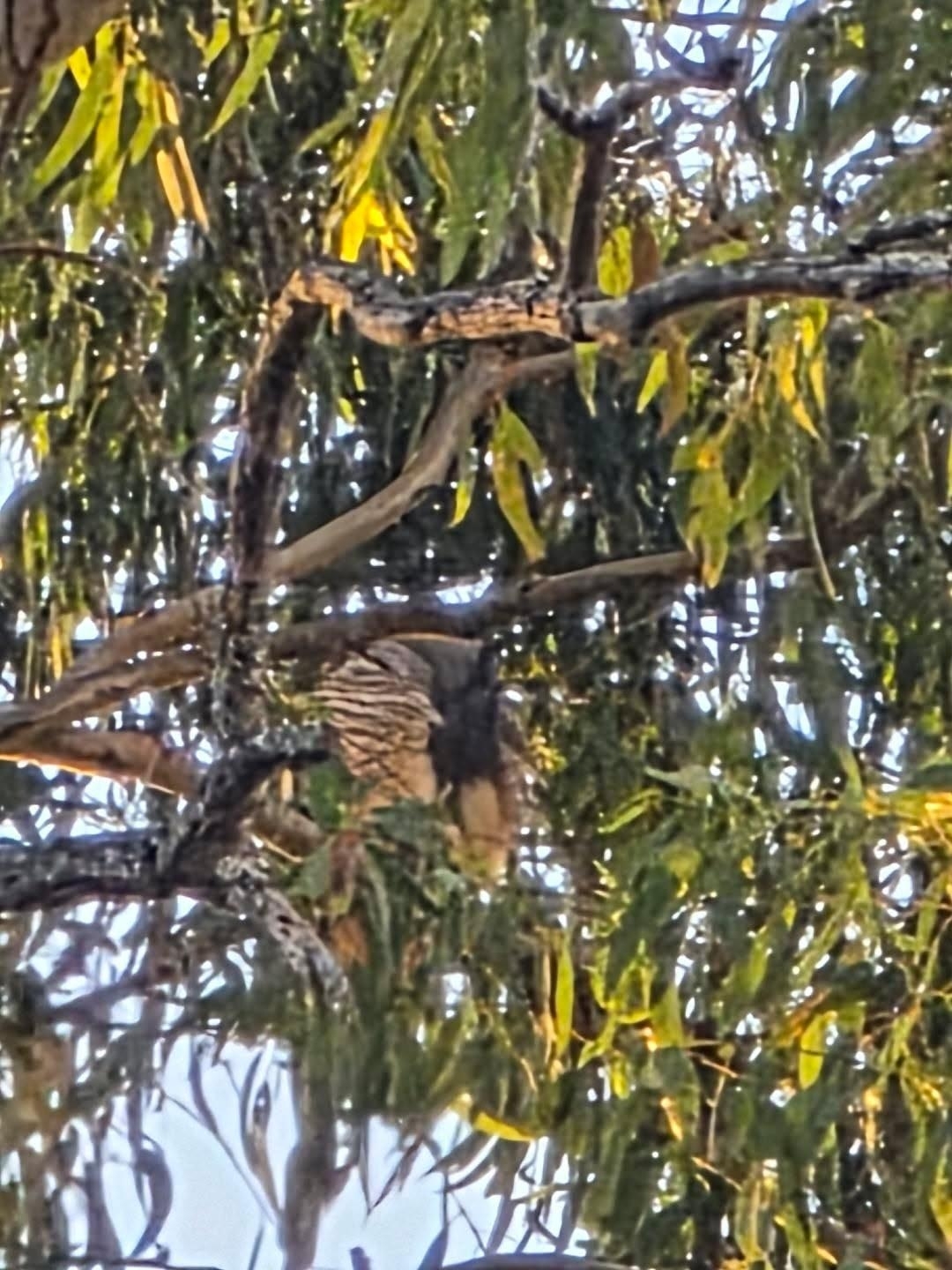 Pacific Baza (Aviceda subcristata), photo 3