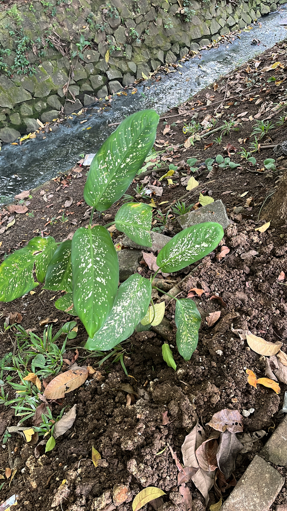 Dumb-cane (Dieffenbachia seguine)
