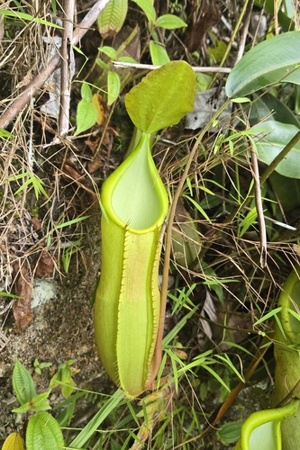 Nepenthes sanguinea