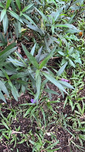 Ruellia simplex