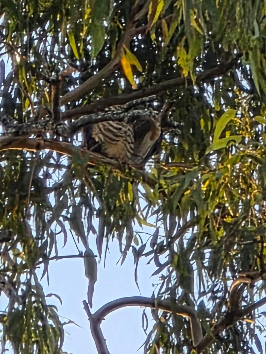 Pacific Baza (Aviceda subcristata), photo 4