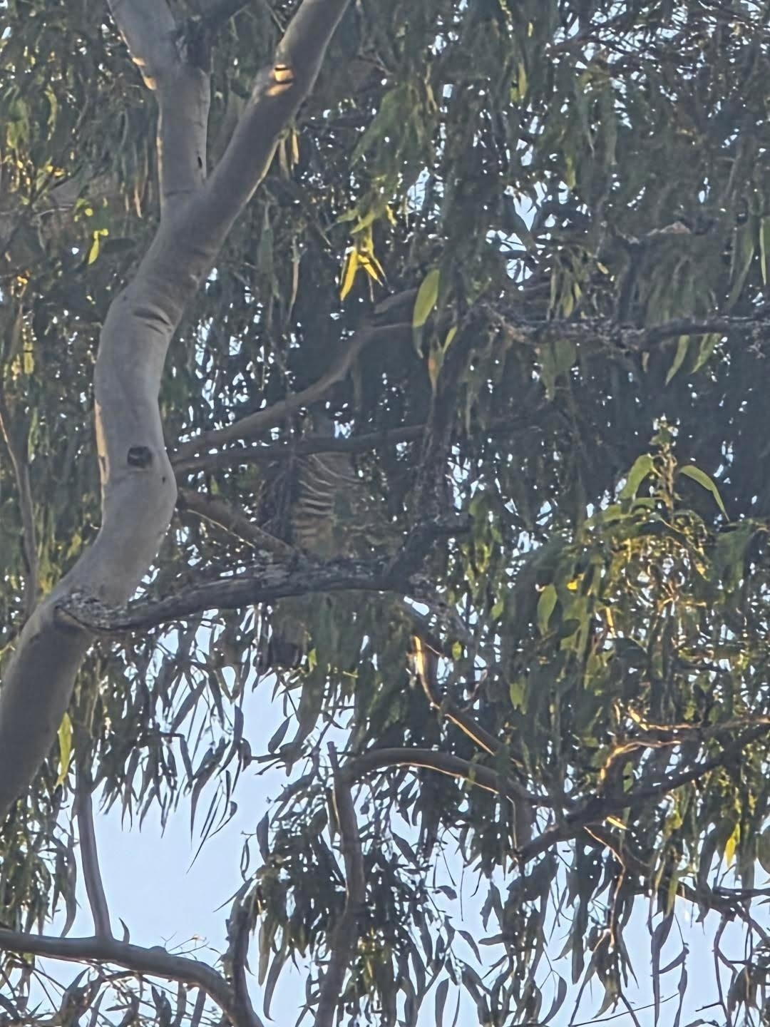 Pacific Baza (Aviceda subcristata), photo 5