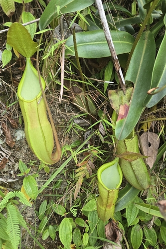 Nepenthes sanguinea
