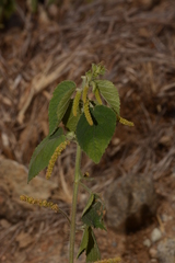 Acalypha alnifolia