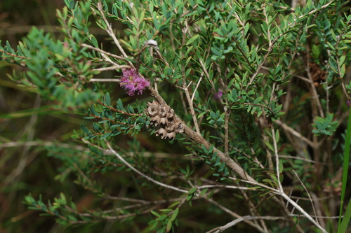 Melaleuca thymifolia, photograph 6