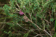 Melaleuca thymifolia, photograph (c) Greg Tasney, some rights reserved (CC BY-SA)