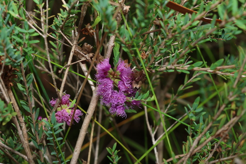 thyme honey-myrtle (Melaleuca thymifolia)