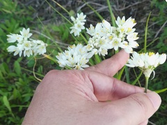 Allium subvillosum