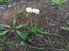 Allium subvillosum