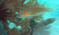 Stethojulis trilineata