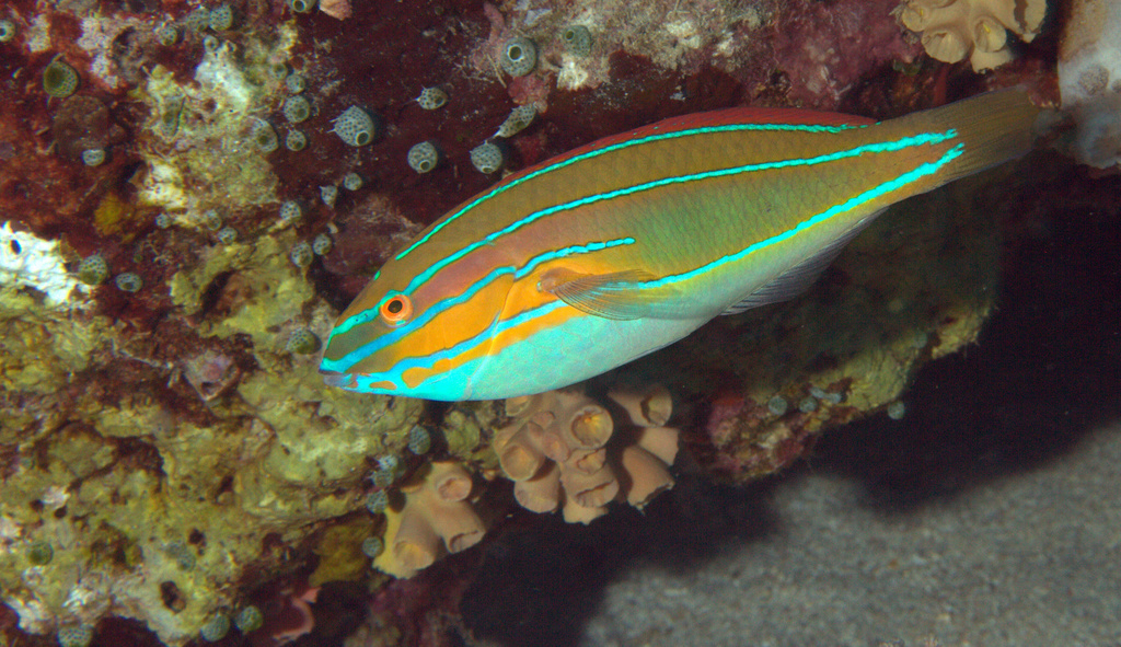 Blue-Ribbon Wrasse