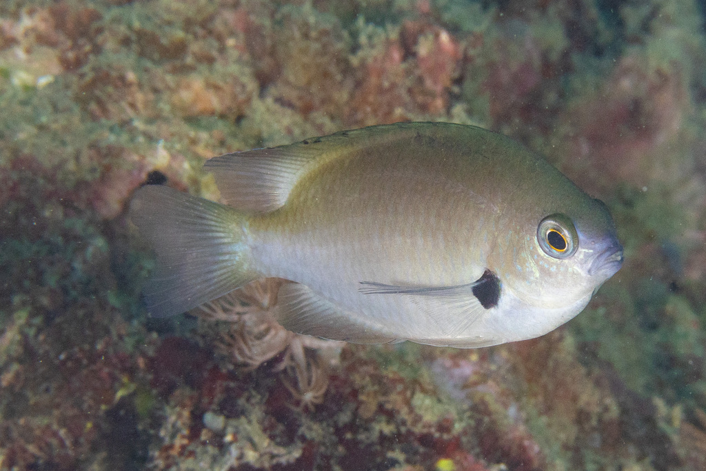 Alexander's damsel (Pomacentrus alexanderae) — Pomacentridae