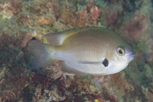 Alexander's damsel (Pomacentrus alexanderae) — Pomacentridae