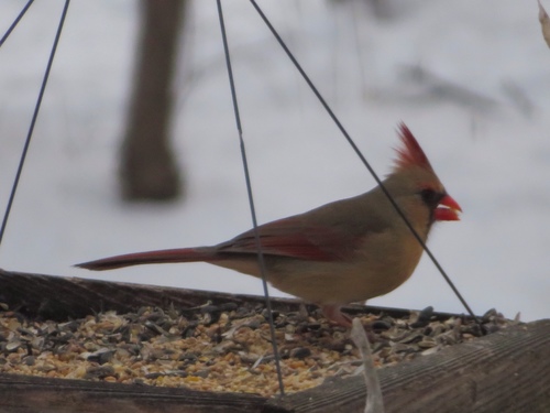 Northern Cardinal photographed in Iowa