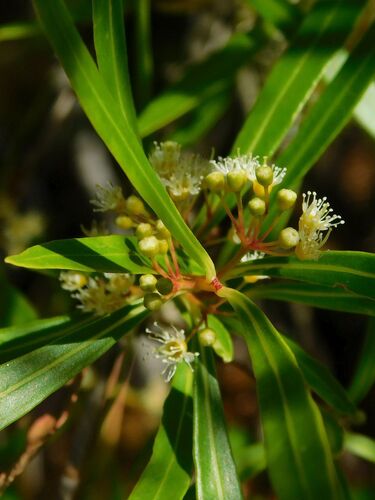 Callistemon lanceolatus