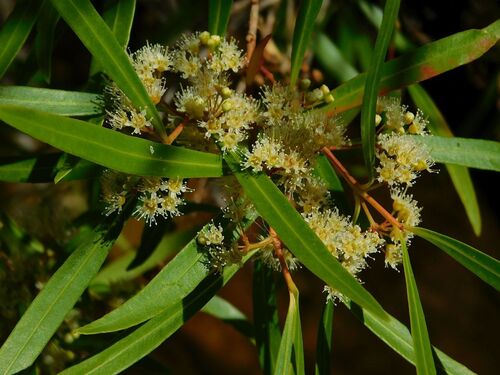 Callistemon lanceolatus